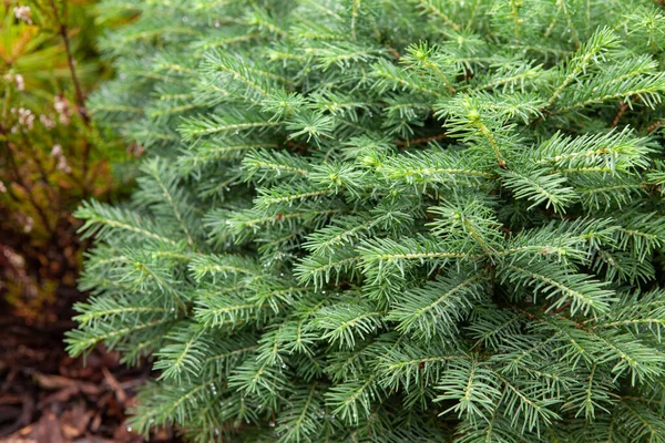 Close Picea Mariana Nana Black Spruce Rain Drops Fir Needles — 스톡 사진