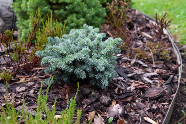 Picea pungens Waldbrunn growing in evergreen collectors garden. Little pretty with symmetrical layered branching and long, blue-gray-green needles, a unique color shade for this species. With rain drops on needles