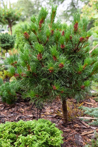 Маленький Размер Pinus Mughus Mugo Известный Болотная Сосна Ползучая Сосна — стоковое фото