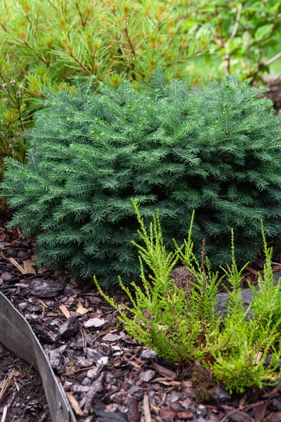 Picea Mariana Nana Black Spruce ยวนานาพ แคระสร างเบาะขนาดกะท ดของน ยกลมหนาแน — ภาพถ่ายสต็อก