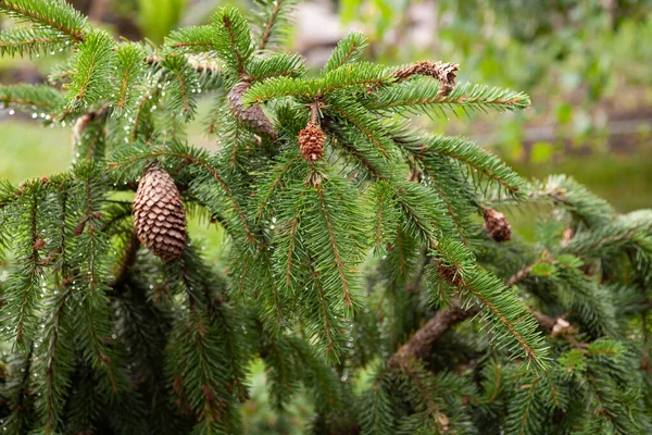 Close up of Lucky strike evergreen tree with green needles and water drops after the rain. Slow-growing, evergreen tree with a dense, rather open, pyramidal habit and horizontal or upright branches.