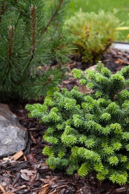 Close up photo of  Abies pyramidal-shaped fir tree growing in evergreens collectors garden in Northen Europe. Dark green, needle-like leaves are in whorl. Selective focus, day light