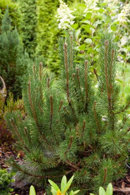 Pine evergreen tree growing in a stone garden in Northern Europe, summer season. Selective focus