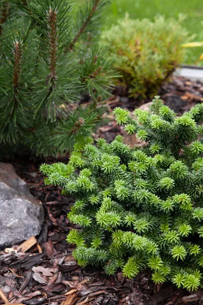 Close Photo Abies Pyramidal Shaped Fir Tree Growing Evergreens Collectors — Foto de Stock