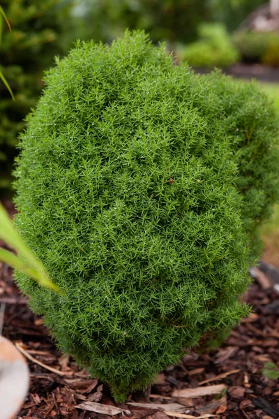 Pretty Little Thuja Occidentalis Teddy Ball Shape Growing Garden Rain — стоковое фото