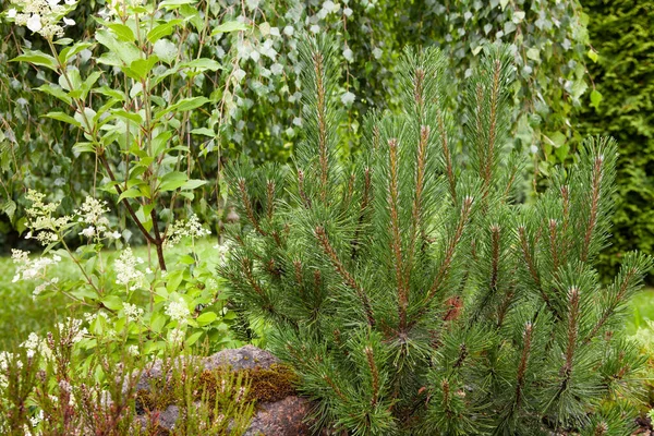 Close Little Young Pine Evergreen Tree Rain Drops Growing Garden — Foto de Stock