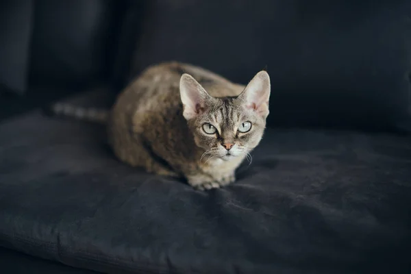 Ενηλίκων Devon Rex Καθαρόαιμη Γάτα Κοιτάζοντας Κάμερα Ενώ Στηρίζεται Μαύρο — Φωτογραφία Αρχείου