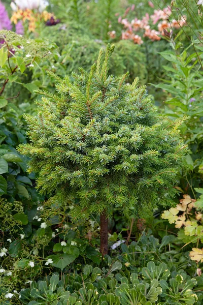 Μικρή Όμορφη Picea Omorika Σερβική Ερυθρελάτη Που Φυτρώνει Παρτέρια Λουλουδιών — Φωτογραφία Αρχείου