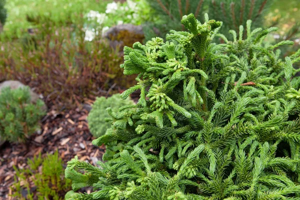 Cryptomeria Japonica Tomahawk Fresh Green Color Has Compact Bush Growth — Foto Stock