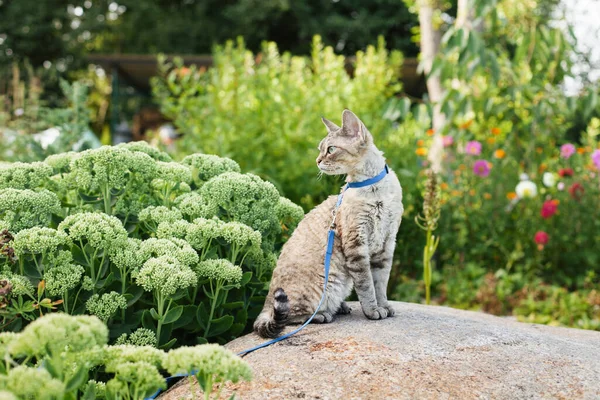 Devon Rex cat walking in garden full of blooming colorful flowers, enjoying outdoor adventures, physical activity, climbing, running and exploring. Outdoors activity for cats concept photo.