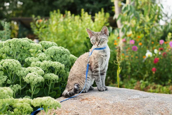 Devon Rex cat walking in flowers garden, sitting on big stone. Feline having physical activity through climbing, running and exploring. Happy domestic feline walking on a harness and leash