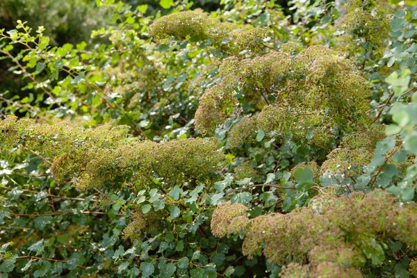 Close Spiraea Prune Flowering Rain Drops Sun Light Morning Garden — Stock Photo, Image