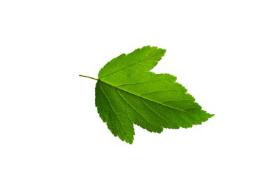 yeşil yaprak izole