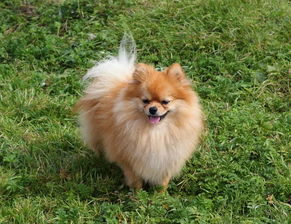 Um pequeno cão spitz — Fotografia de Stock