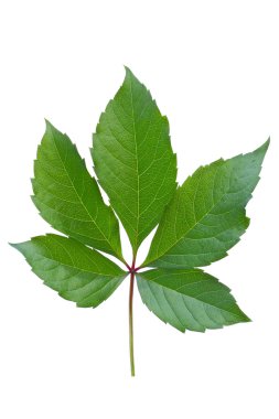 Branch with five green grape leaves vertical