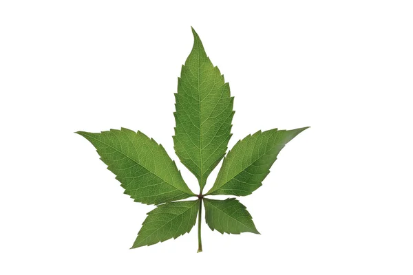 Branche avec cinq feuilles de raisin vert vertical v2 — Photo