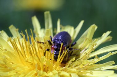 karahindiba makro fotoğraf üzerinde bir hata