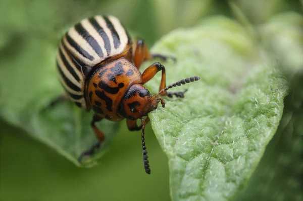 Colorado escarabajo comiendo patata hoja macro foto —  Fotos de Stock
