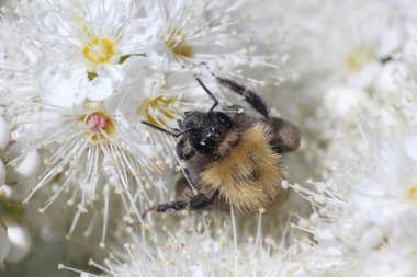 bumblebee flover makro fotoğraf nektarı toplamak