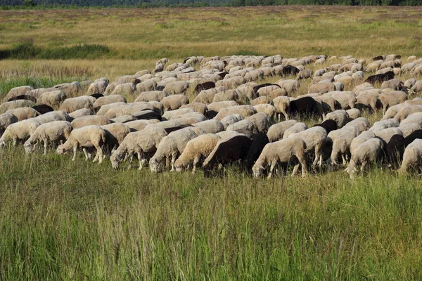 A flock of sheep on the green grass — Stock Photo, Image