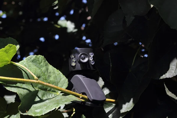 Hidden camera on the branch of the tree — Stock Photo, Image