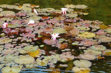 Bahçe gölet çiçekleri lily kaplı