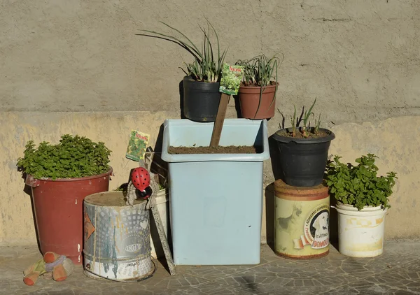 Pequeno jardim em vaso — Fotografia de Stock