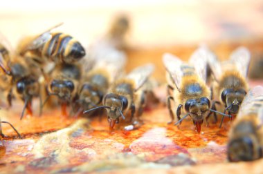 Arıların bal yiyen