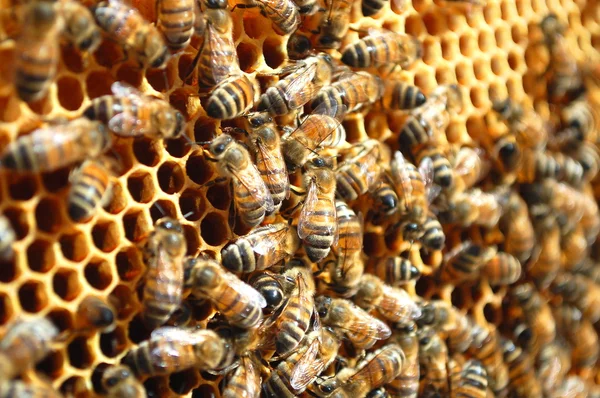ハニカム蜂蜜を食べること上の蜂 — ストック写真