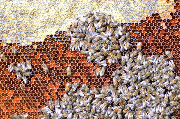 Abejas en panal comiendo miel — Foto de Stock