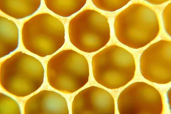 Bienenwaben — Stockfoto