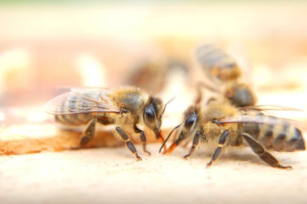 Jedzenie miód pszczoły — Zdjęcie stockowe