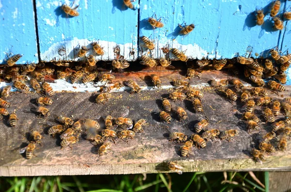 Bienen betreten einen Bienenstock — Stockfoto