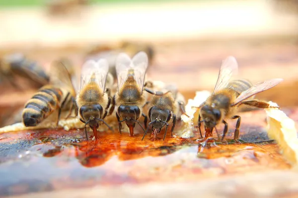 Abejas comiendo miel —  Fotos de Stock