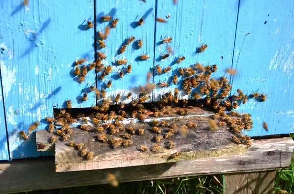 Bijen invoeren van een bijenkorf — Stockfoto