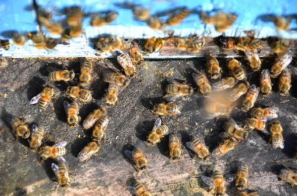 Bienen betreten einen Bienenstock — Stockfoto