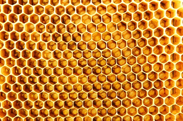 Nid d'abeille Images De Stock Libres De Droits