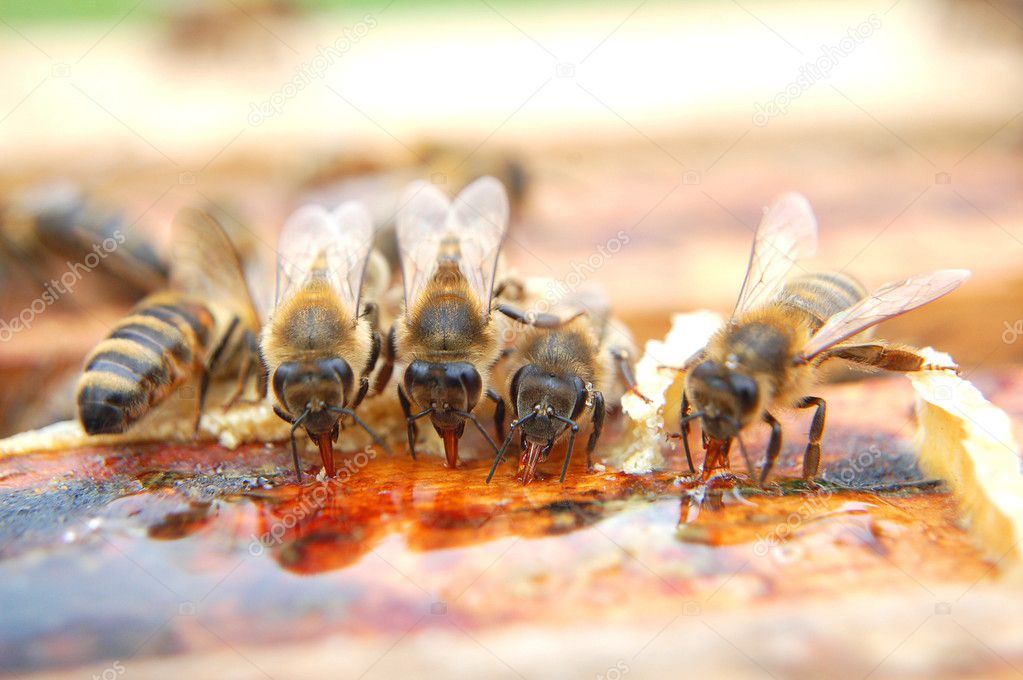 Bees eating honey