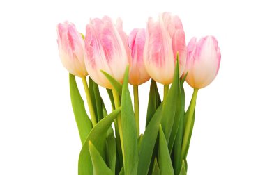 Beyaz arkaplanda izole laleler