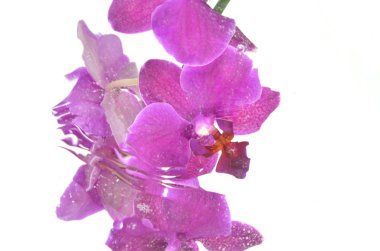 bulanık orkide beyaz zemin üzerine izole