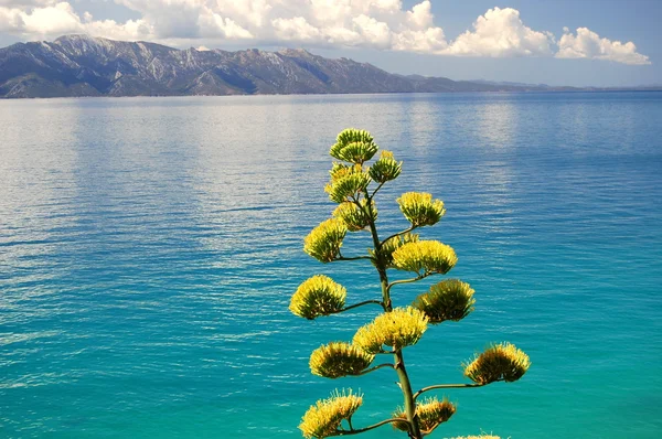 Gorgeous summer landscape of croatia - majestic agave against turquoise adriatic waters — Stock Photo, Image