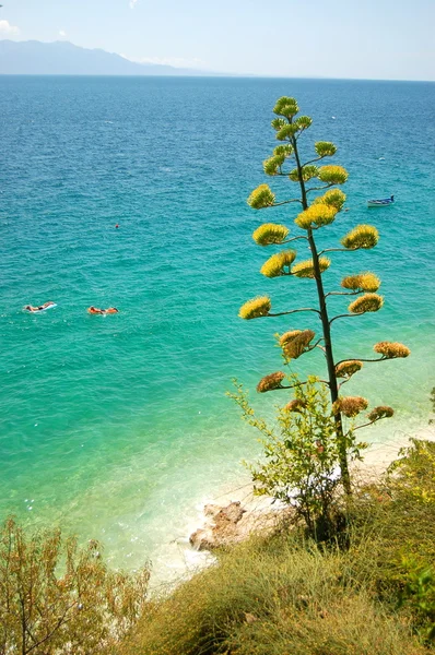 Upea kesämaisema kroatian - majesteettinen agave vastaan turkoosi adriatic vesillä — kuvapankkivalokuva