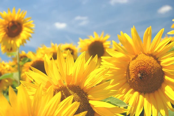 Campo di girasoli — Foto Stock