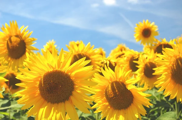 Campo di girasoli — Foto Stock