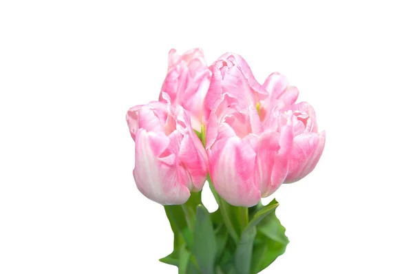 Tulips isolated on white background — Stock Photo, Image