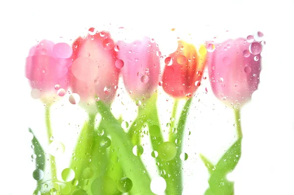 Размытые тюльпаны на белом фоне — стоковое фото