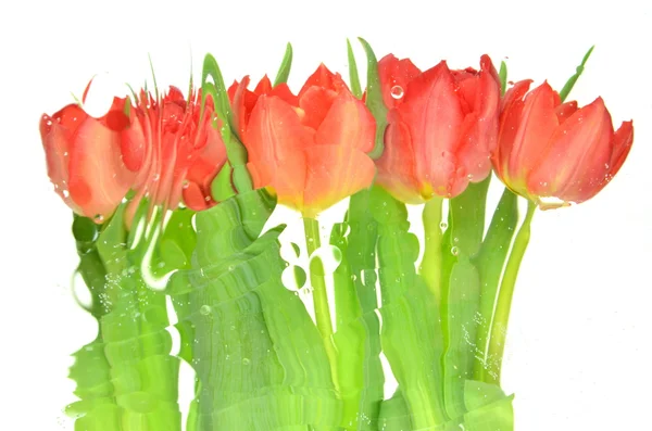 Verschwommene Tulpen isoliert auf weißem Hintergrund — Stockfoto