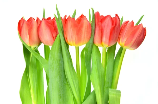 Tulipany izolowane na białym tle — Zdjęcie stockowe