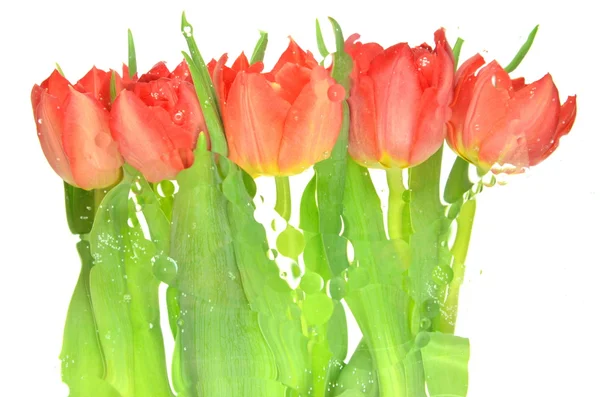 Blurred tulips isolated on white background — Stock Photo, Image