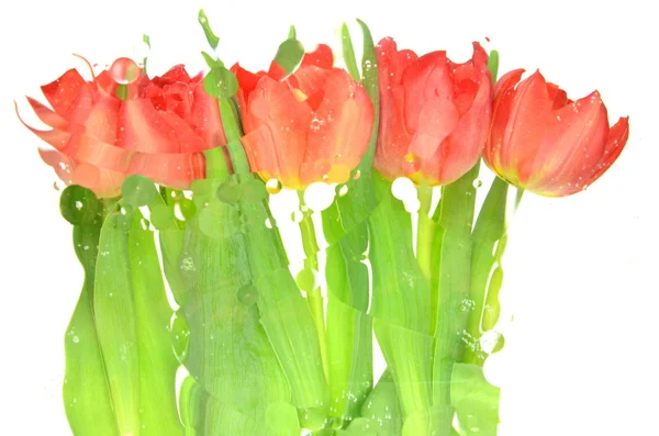 Niewyraźne tulipany na białym tle — Zdjęcie stockowe